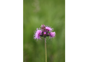 Bach-Kratzdistel (Cirsium rivulare) - © Emanuel Trummer